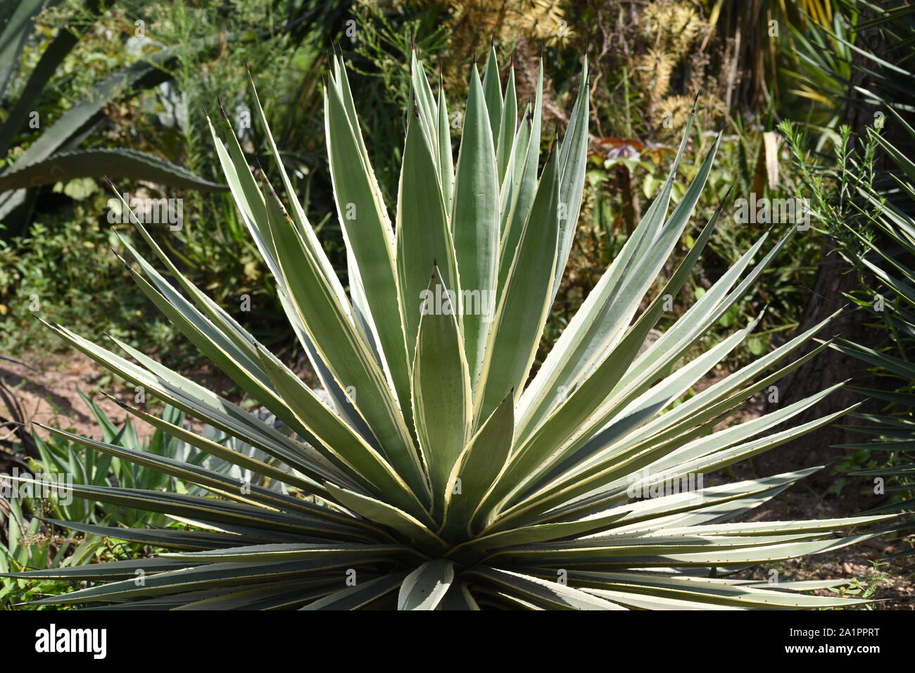 Yucca gloriosa 'Variegata Anlage. Stockfoto