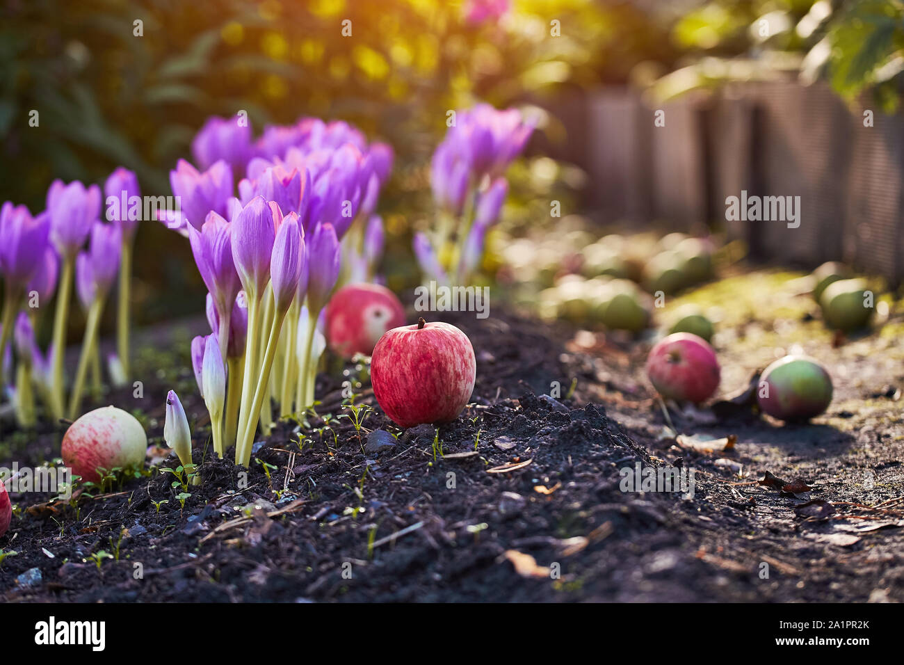 In den Garten kam im Herbst. Einen schönen Herbst Blume blühte - colchicum, ähnlich wie Krokusse zu Frühling. Äpfel fallen zu Boden. Am Herzen, Traurigkeit und Stockfoto