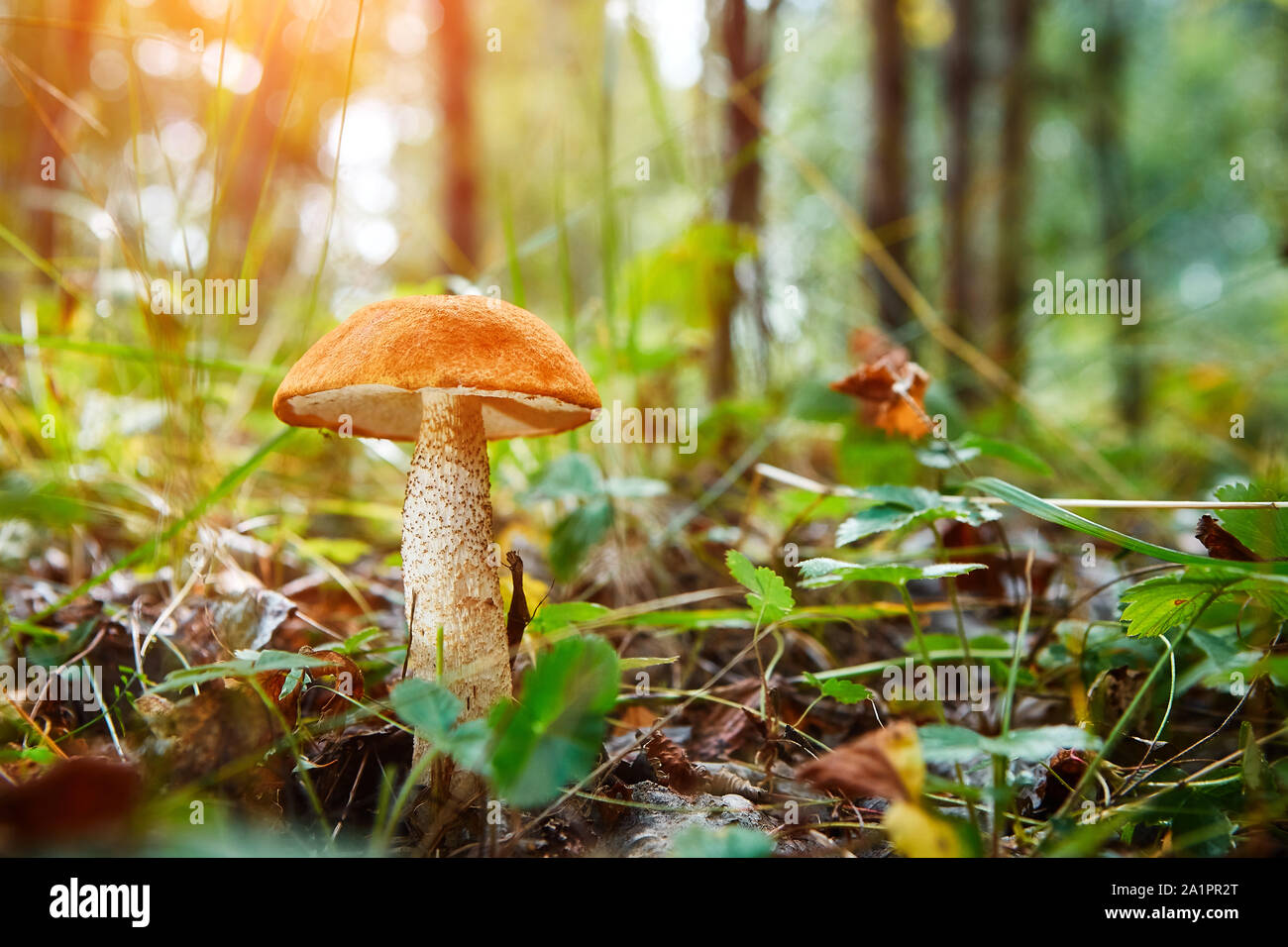 Close-up Mushroom Leccinum scabrum wächst in den Wald. Kleine Pilze, weiches Bokeh, grünes Gras, Blätter. Sonnigen Sommertag nach Regen. Stockfoto