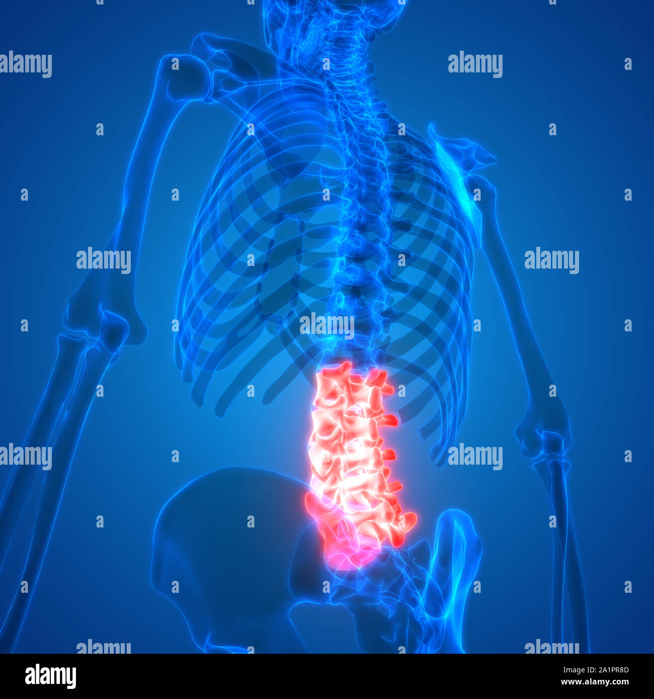 Menschliches Skelett System Wirbelsäule Anatomie Stockfotografie - Alamy