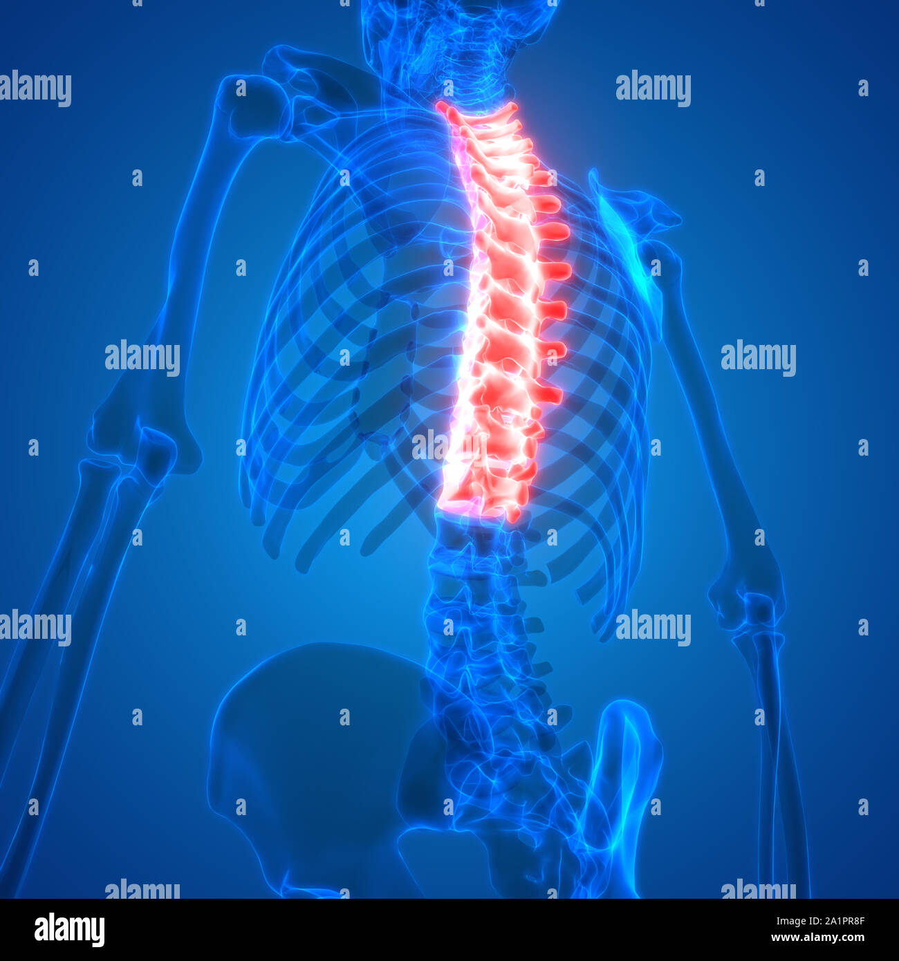 Menschliches Skelett System Wirbelsäule Anatomie Stockfotografie - Alamy