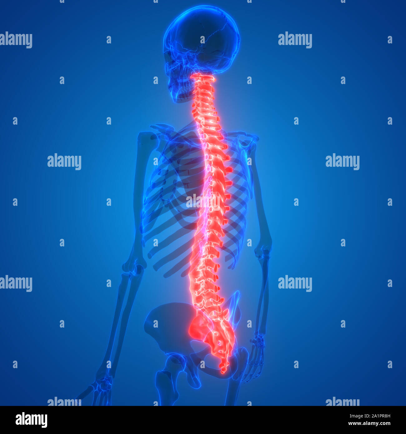 Menschliches Skelett System Wirbelsäule Anatomie Stockfotografie - Alamy