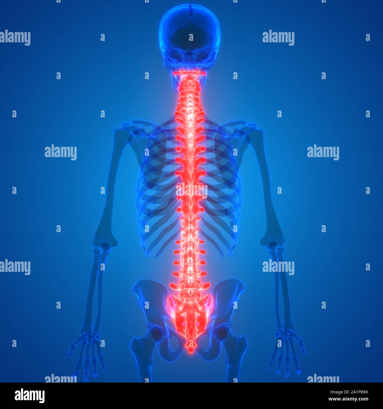 Menschliches Skelett System Wirbelsäule Anatomie Stockfotografie - Alamy