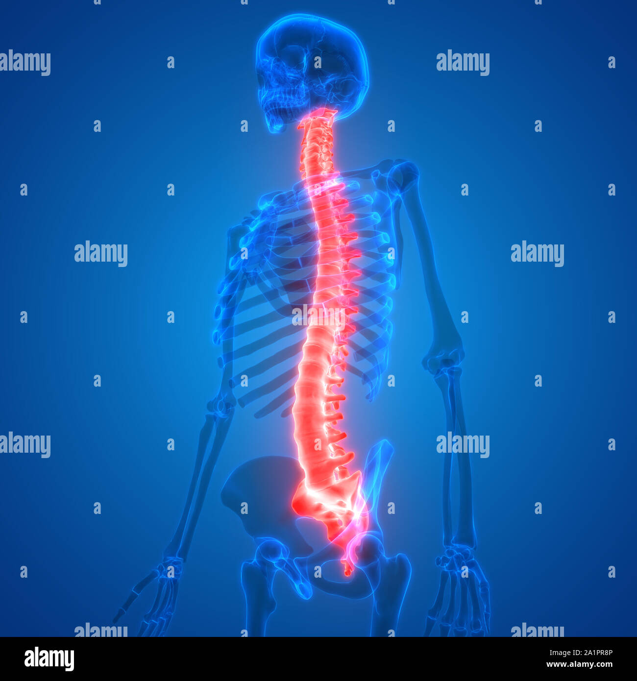 Menschliches Skelett System Wirbelsäule Anatomie Stockfotografie - Alamy
