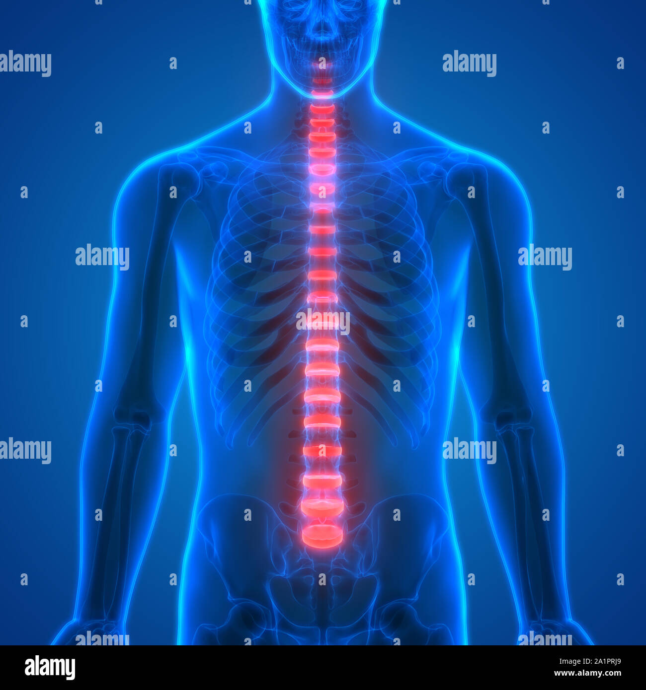 Menschliches Skelett System Wirbelsäule Anatomie Stockfotografie - Alamy