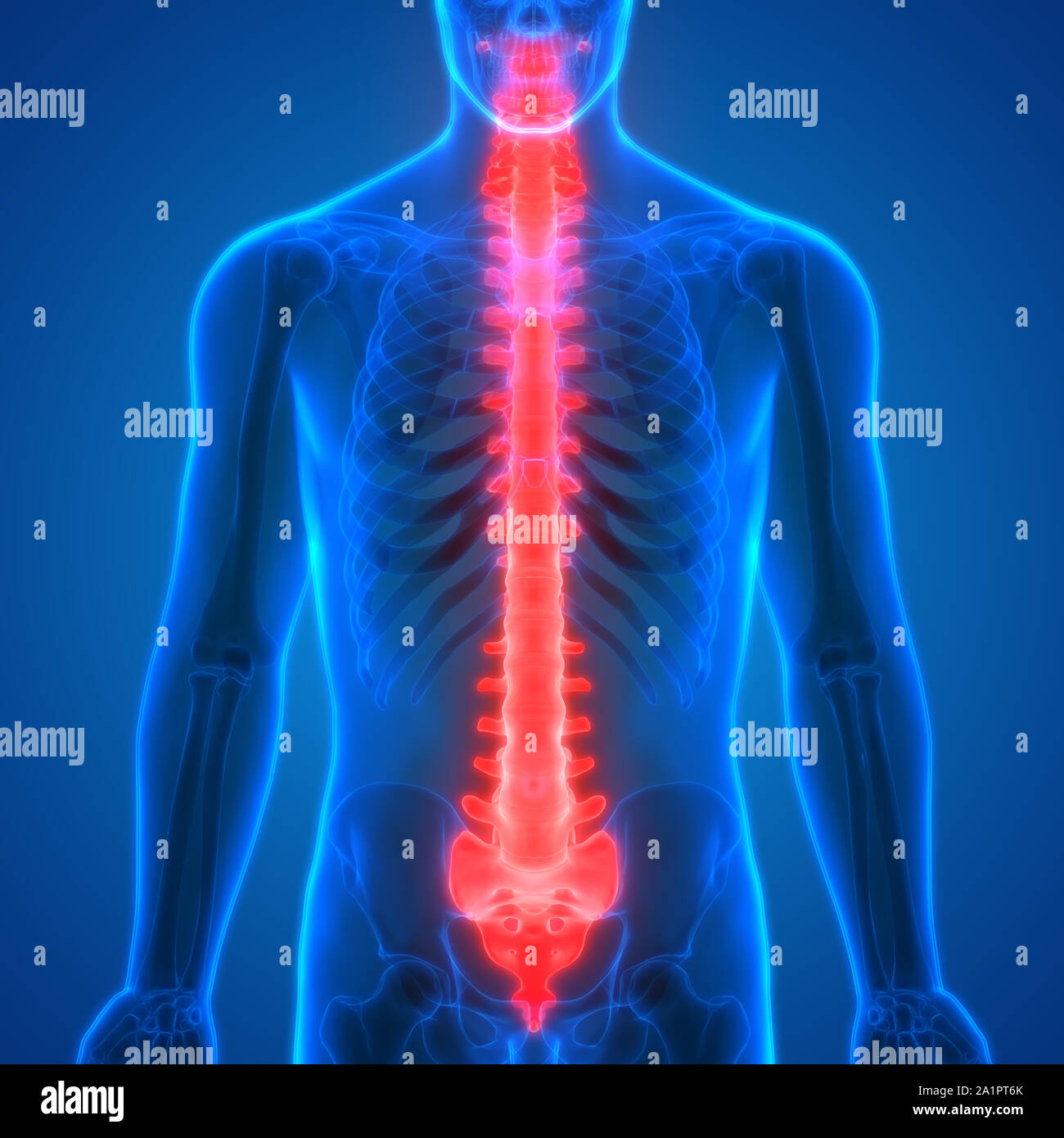 Menschliches Skelett System Wirbelsäule Anatomie Stockfotografie - Alamy