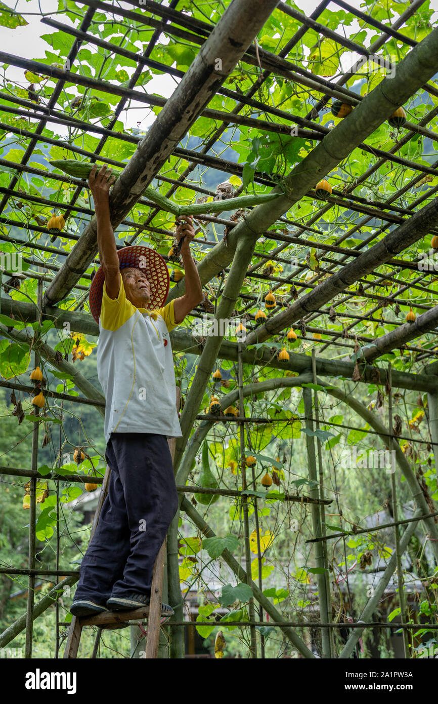 Wullingyuan, China - August 2019: Chinesische alte Mann sammeln Luffa Kürbis Gemüse, auch als Flaschenkürbis bekannt, wachsenden High-Tech in der Landwirtschaft countrysi Stockfoto