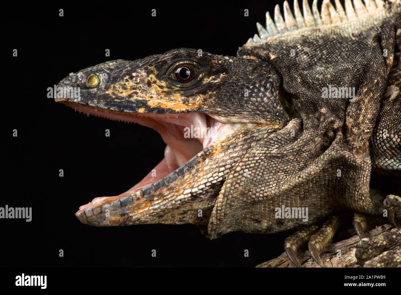Schwarzen stacheligen-tailed Leguan (Ctenosaura Similis) Stockfoto
