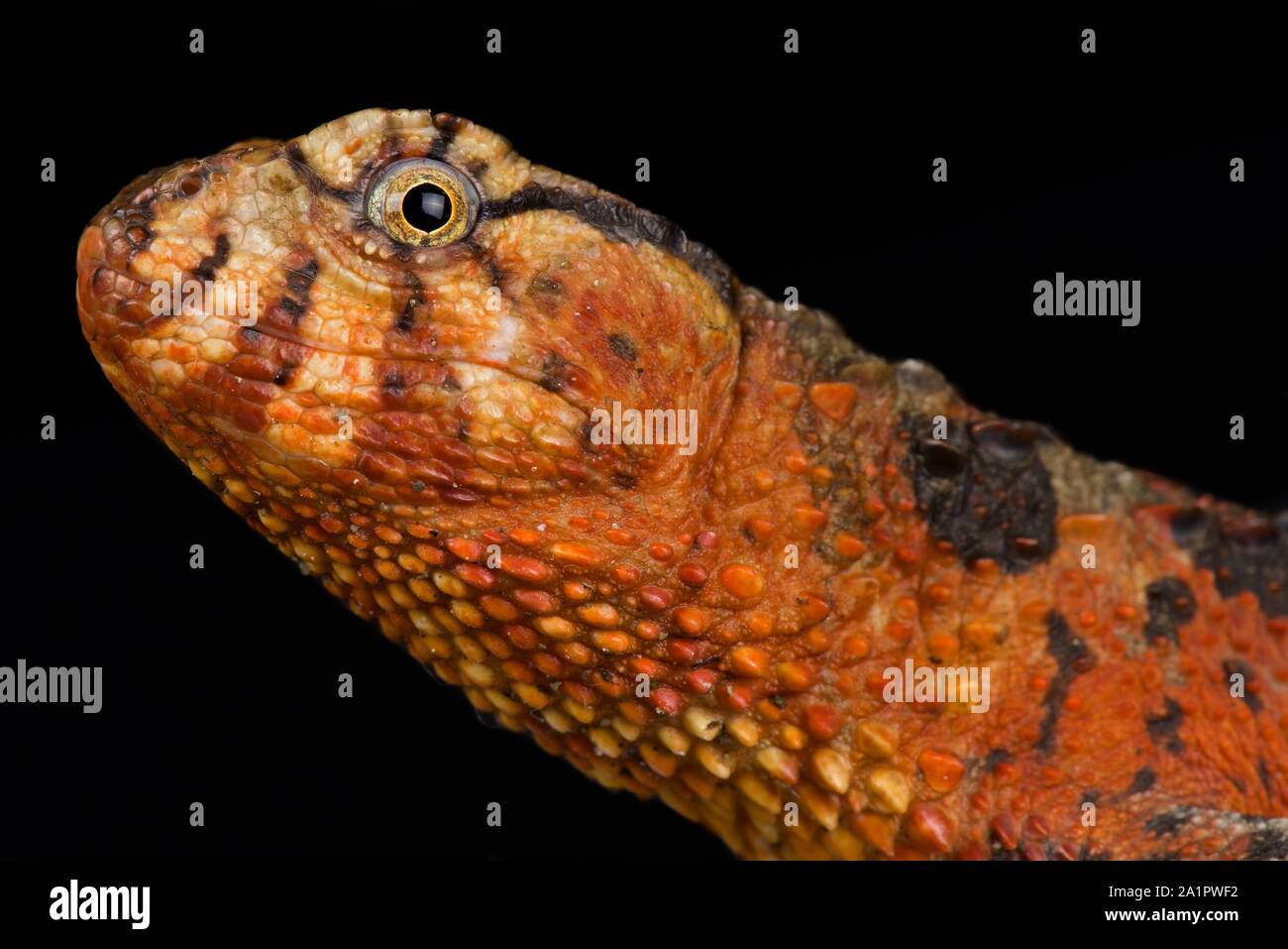 Chinesische crocodile Lizard (Shinisaurus crocodilurus) Stockfoto