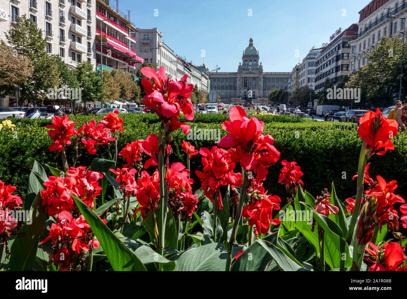 Rote Blumen auf dem Prager Wenzelsplatz Prag Blumen Cannas Tschechische Republik kann lililienrote Prager Blume Stockfoto