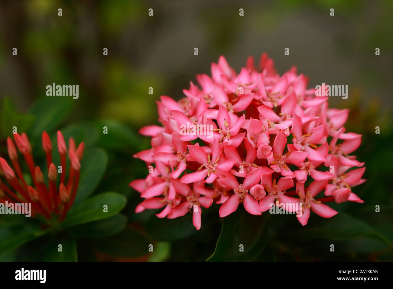 Closeup rosa ixora Blume, tropische Pflanze, selektiver Fokus Stockfoto