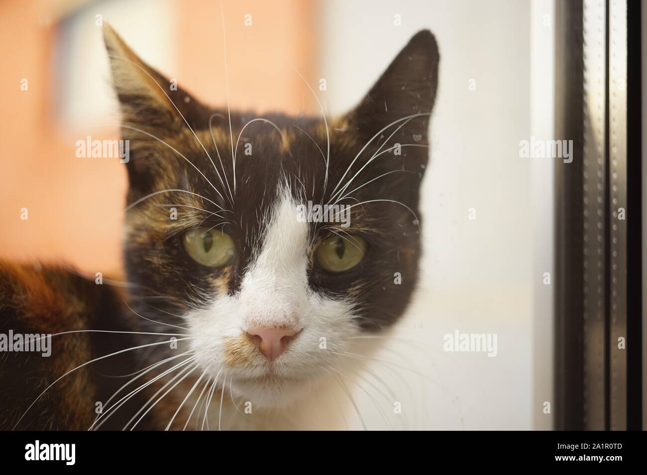 Lustige tricolor Katze guckt durch das Fenster in das Haus. Maneki Neko kitty Nahaufnahme Kopf hoch. Stockfoto