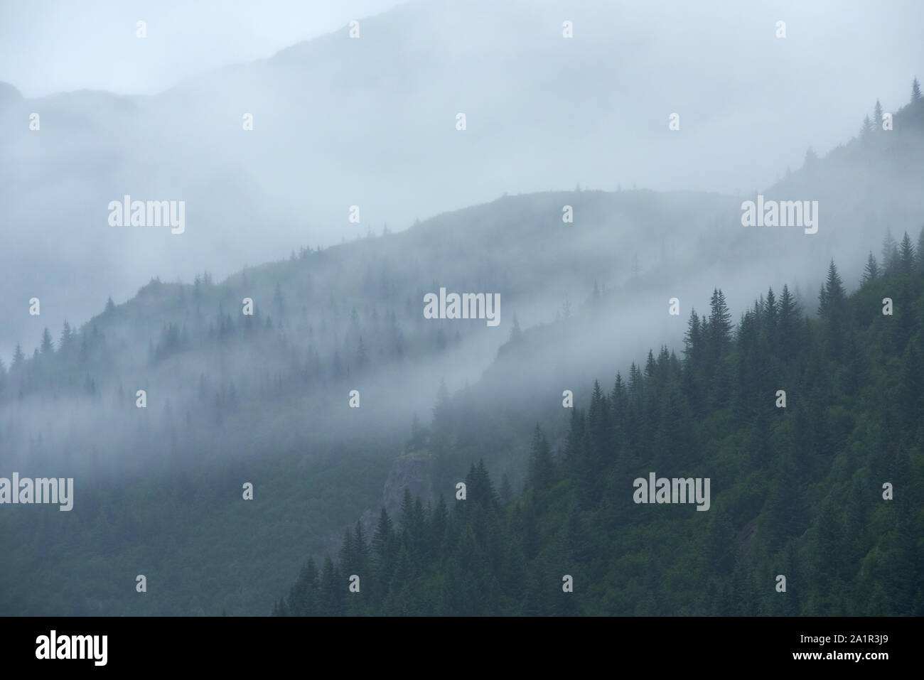 Bäume im Nebel auf den Bergen des Nordufers des Nordwestfjords. Stockfoto