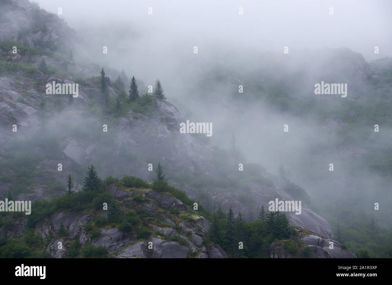 Bäume im Nebel auf steilen Felsen am Nordufer des Nordwestfjords. Stockfoto