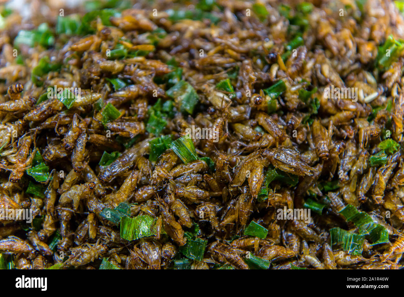Gebratene Insekten auf den Straßen von Chiangmai Straße in Thailand hochauflösende Bilder Galerie. Stockfoto