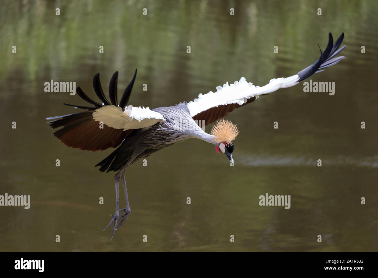 Schwarz gekrönt Kran (Balearica pavonina) im Flug Stockfoto