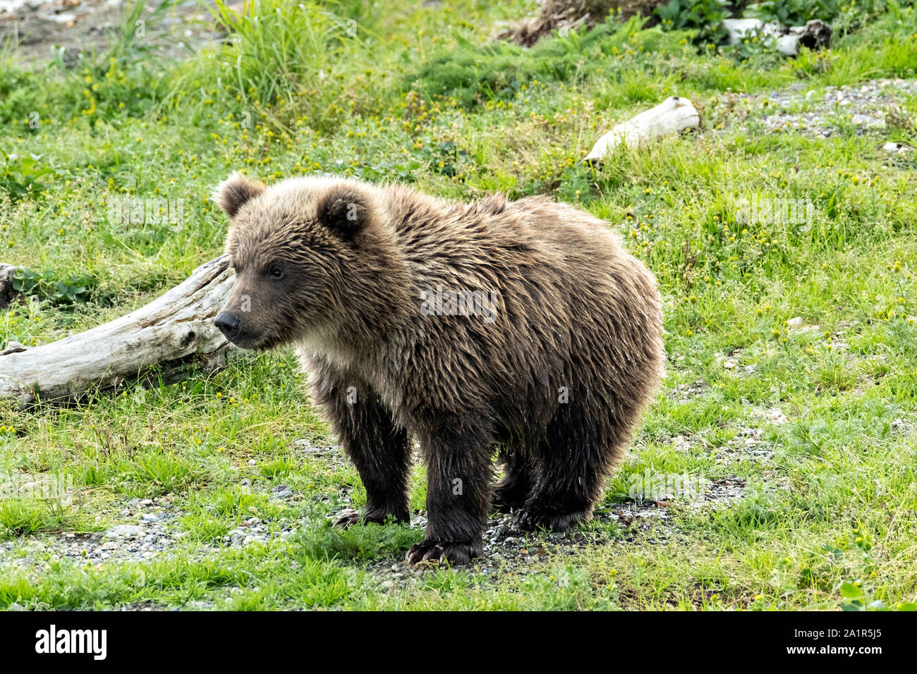 Ein braunes Bärchen auf einer Landzunge entlang der unteren Brooks River im Katmai National Park September 16, 2019 in der Nähe von King Salmon, Alaska stehen. Der Park erstreckt sich über die Weltgrößte Salmon Run mit fast 62 Millionen Lachse Migration durch die Ströme, die einige der größten Bären der Welt RSS-Feeds. Stockfoto