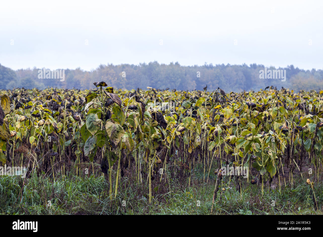 Chemisch behandelte Sonnenblumen Feld. Gefahr der Landwirtschaft Pflanze  wchst. Reifen schwarz Sunflower nach Dnger Stockfotografie - Alamy