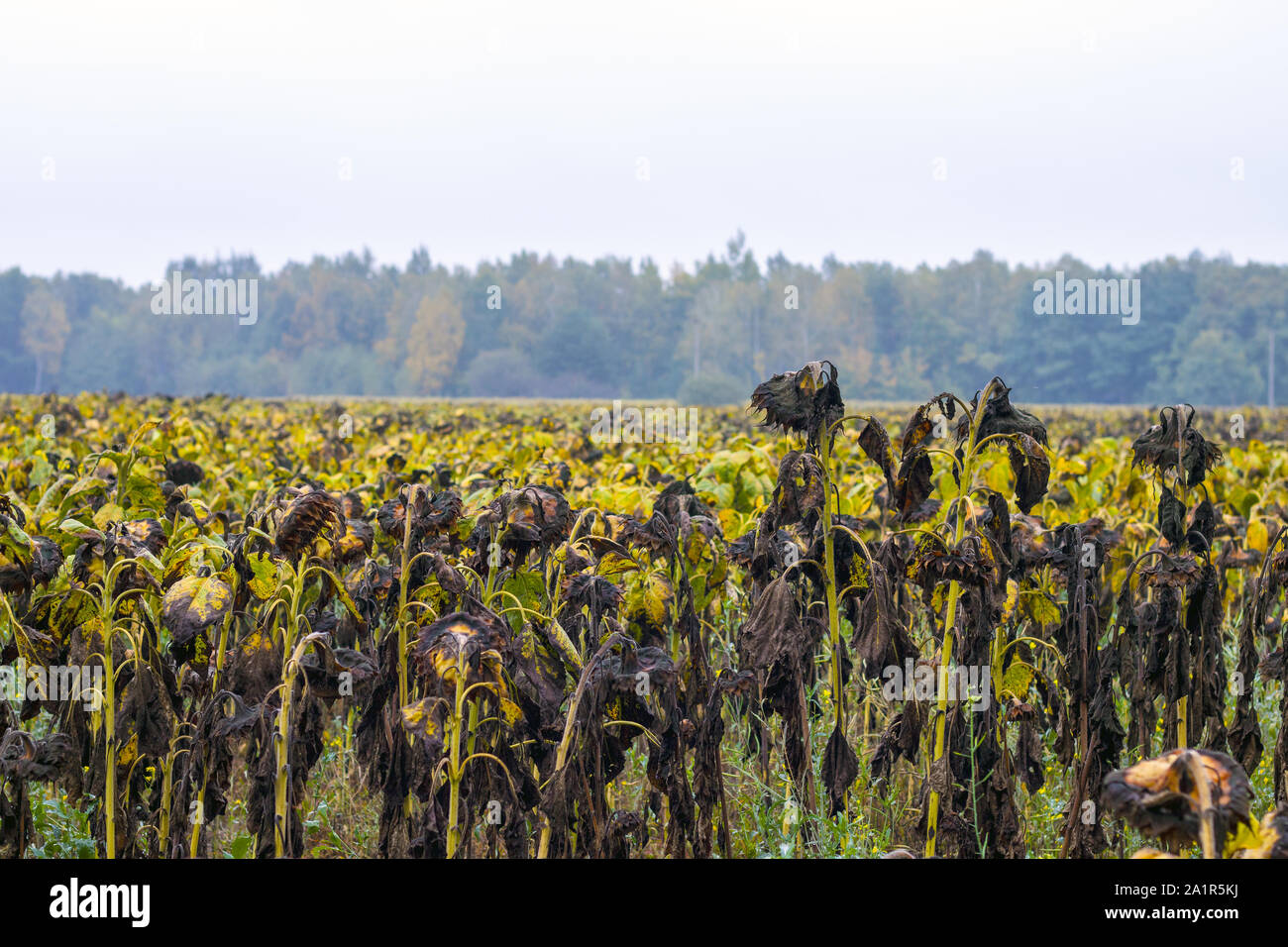 heidelbeeren düngen herbst Purgrün Bio-Heidelbeerdünger 1 Liter main image 1