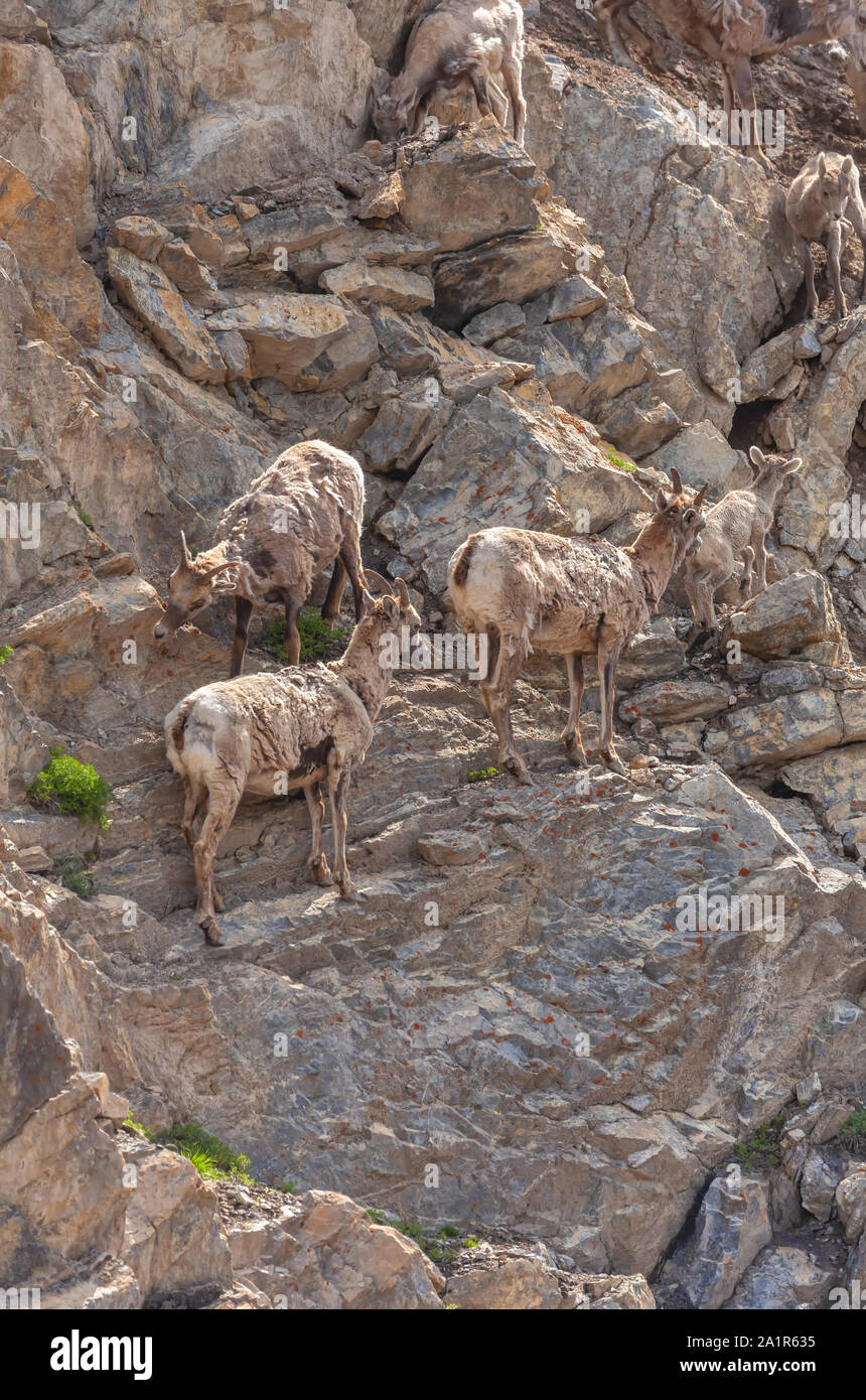 Herde von Big Horn Schafe (Ovis canadensis canadensis) auf den felsigen Berghang, Banff National Park, Alberta, Kanada. Stockfoto