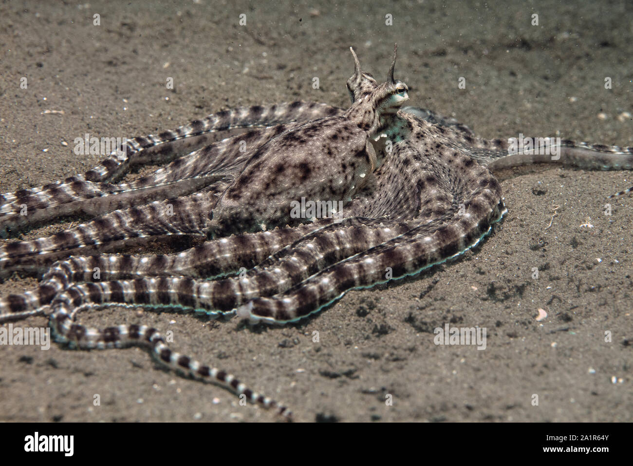 Mimic Octopus (Thaumoctopus mimicus). Bild wurde in Ambon, Indonesien teken Stockfoto