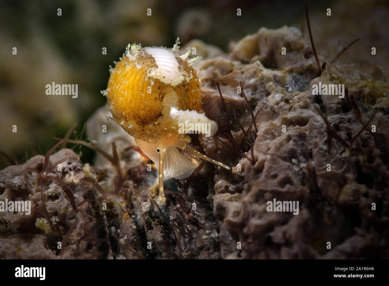 Cowry. Seeschnecke. Unterwasser Makro von Ambon, Indonesien Stockfoto