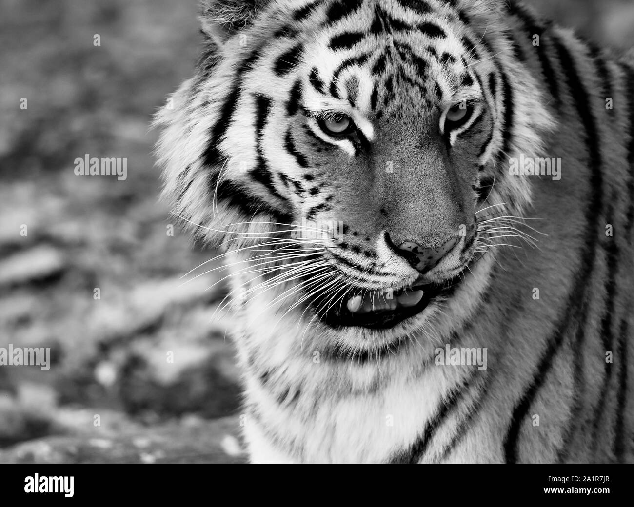 Amur o Sibirische Tiger Panthera tigris altaica, Primorski Krai. Russland, Asien Stockfoto