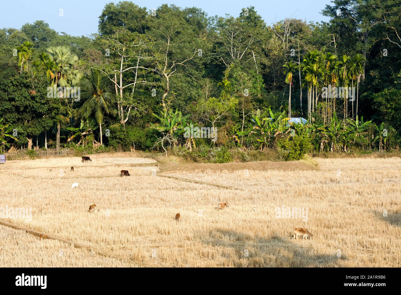 Trocken geerntete Reisfelder im Bundesstaat Andhra Pradesh, im Nordosten Indiens. Stockfoto