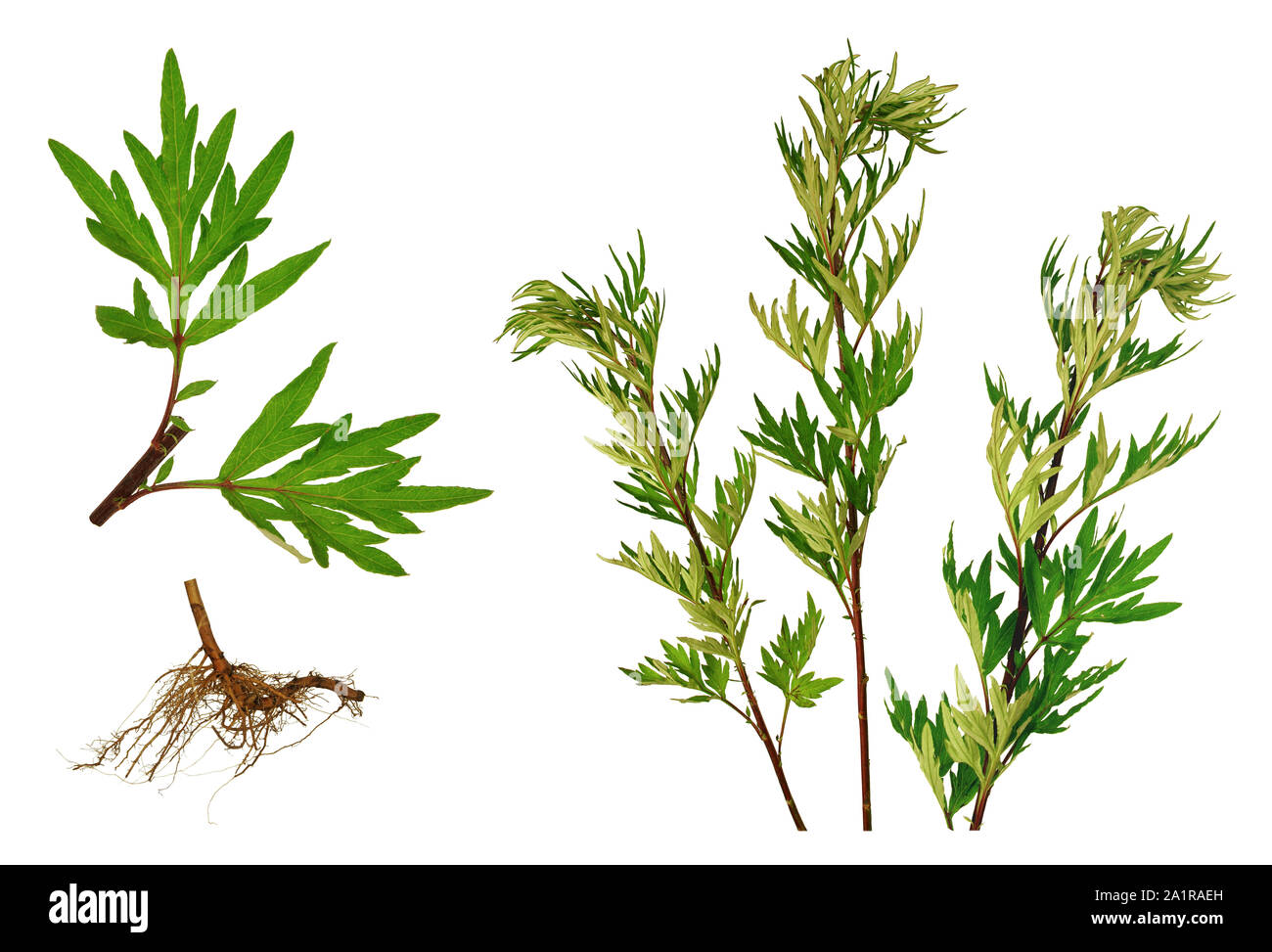 Die Ventilschäfte und beifuß Wurzeln, weißen Hintergrund. Stockfoto