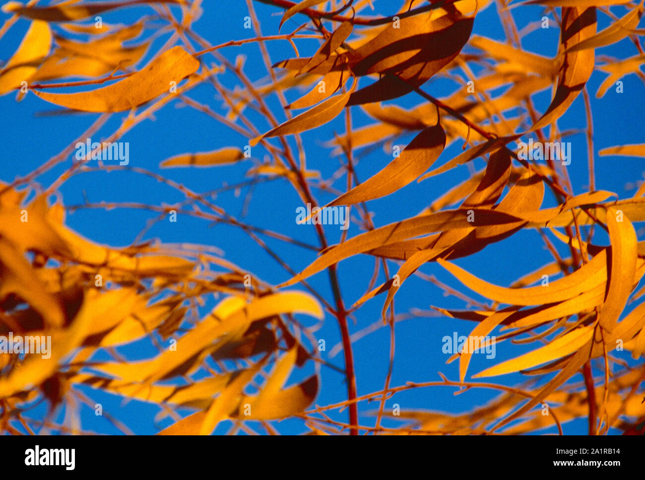 In der Nähe von Orange lanzettförmige Blätter in den blauen Himmel. Stockfoto