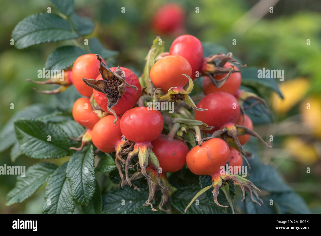 Große Cluster der roten Hagebutten von wilden Japanische Rose/Rosa rugosa im Herbst Sonnenschein. Die wilde Rose Hips dieses Küstenstreifens shoreline Anlage sind essbar. Stockfoto