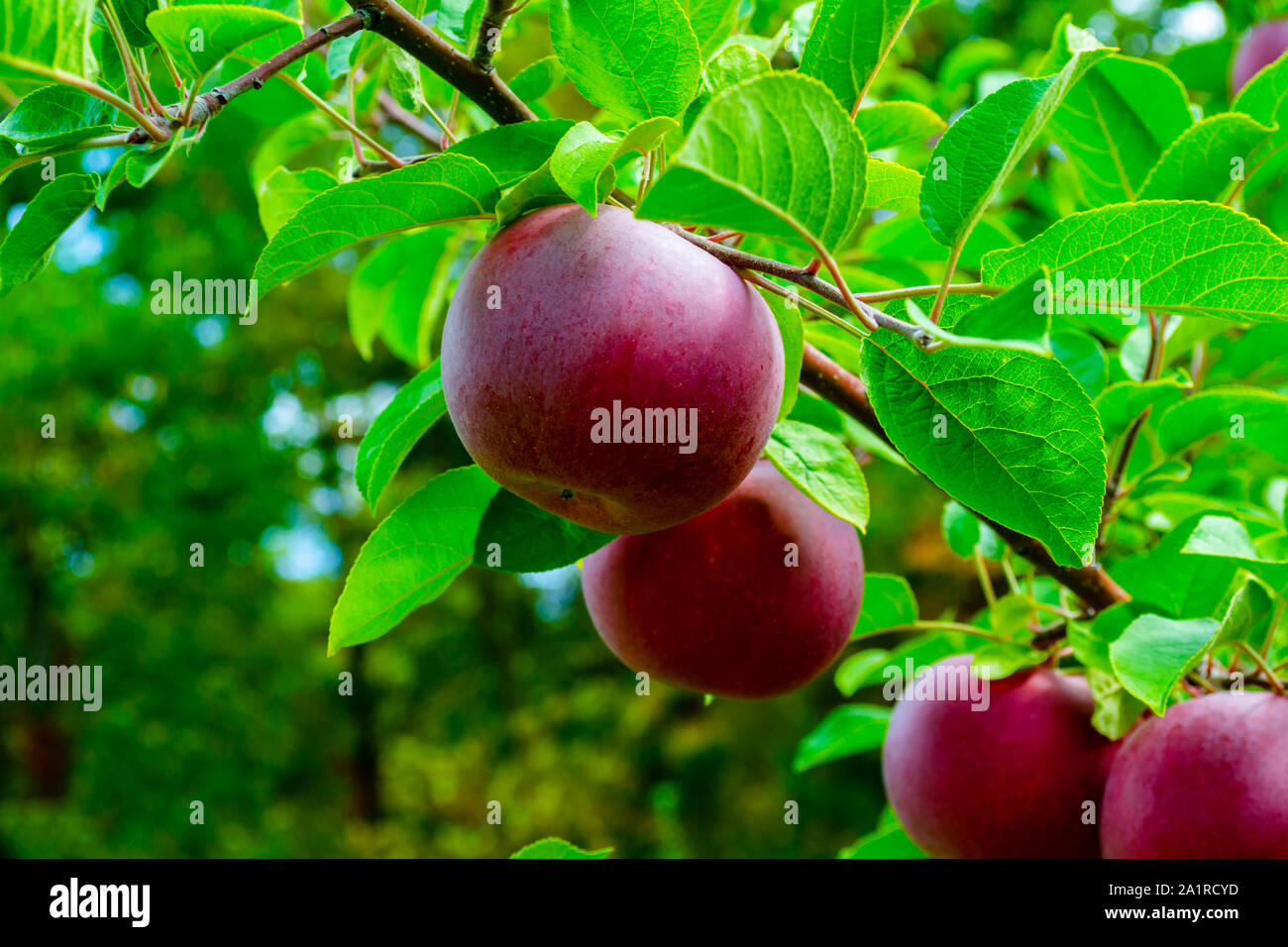 Reife äpfel direkt vom Baum im Frühherbst zu holen Stockfoto