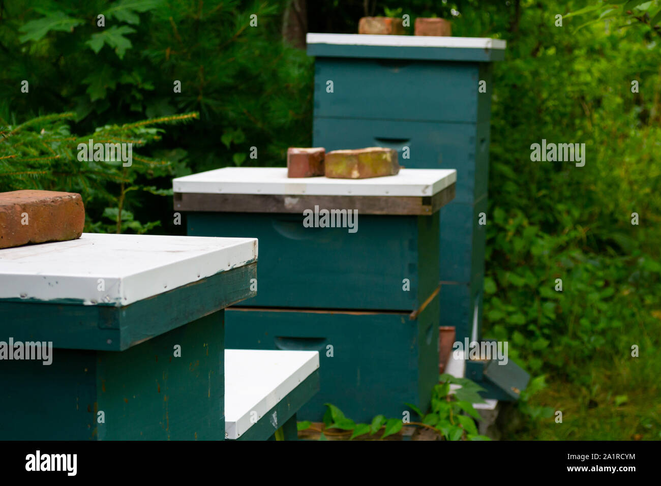 Ein Imker gestapelt green Honey Bee Hive Boxen in einer Reihe Stockfoto