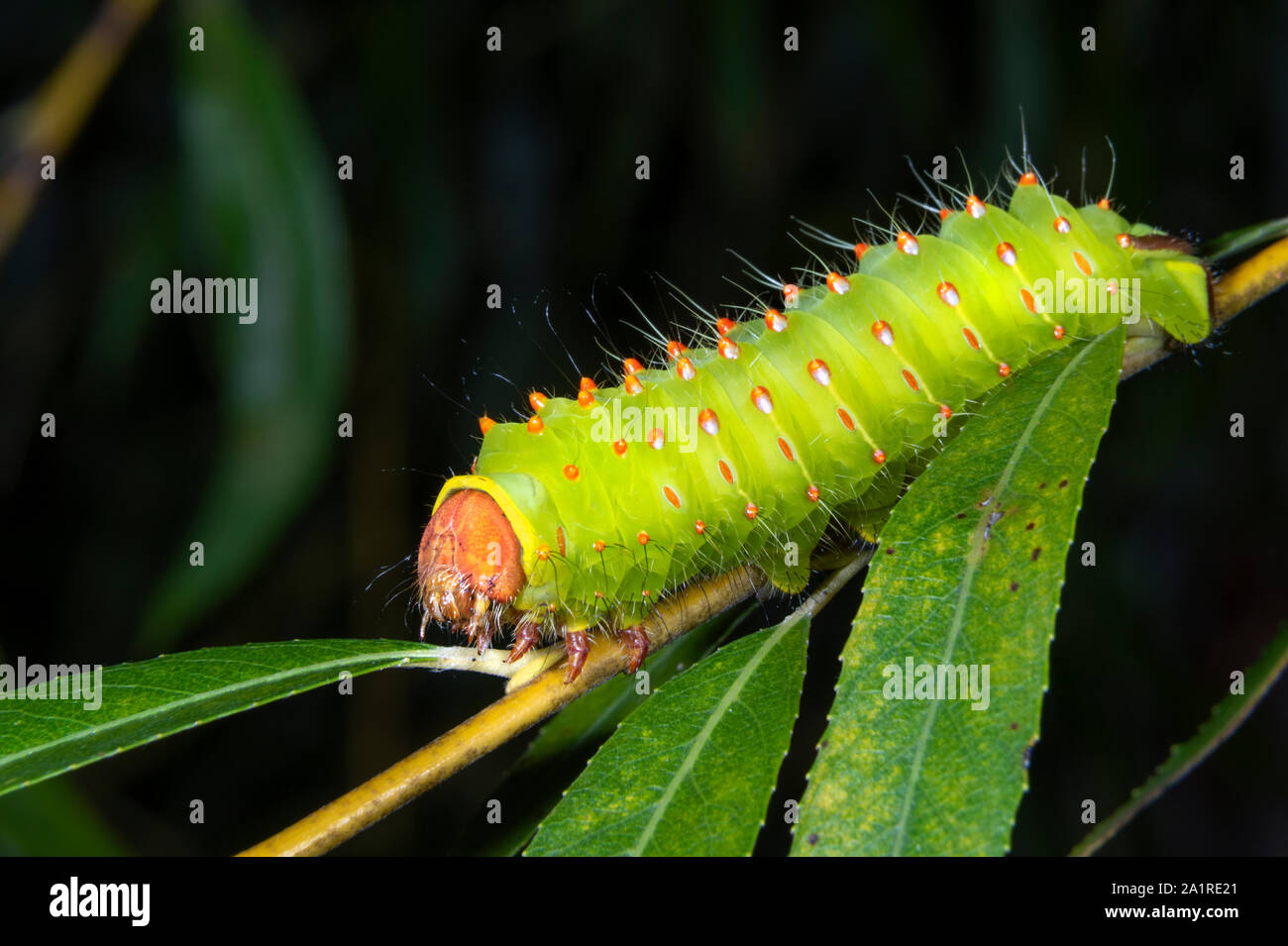 Luna Moth (Actias Luna) Caterpillar auf Willow, Iowa, USA. Stockfoto