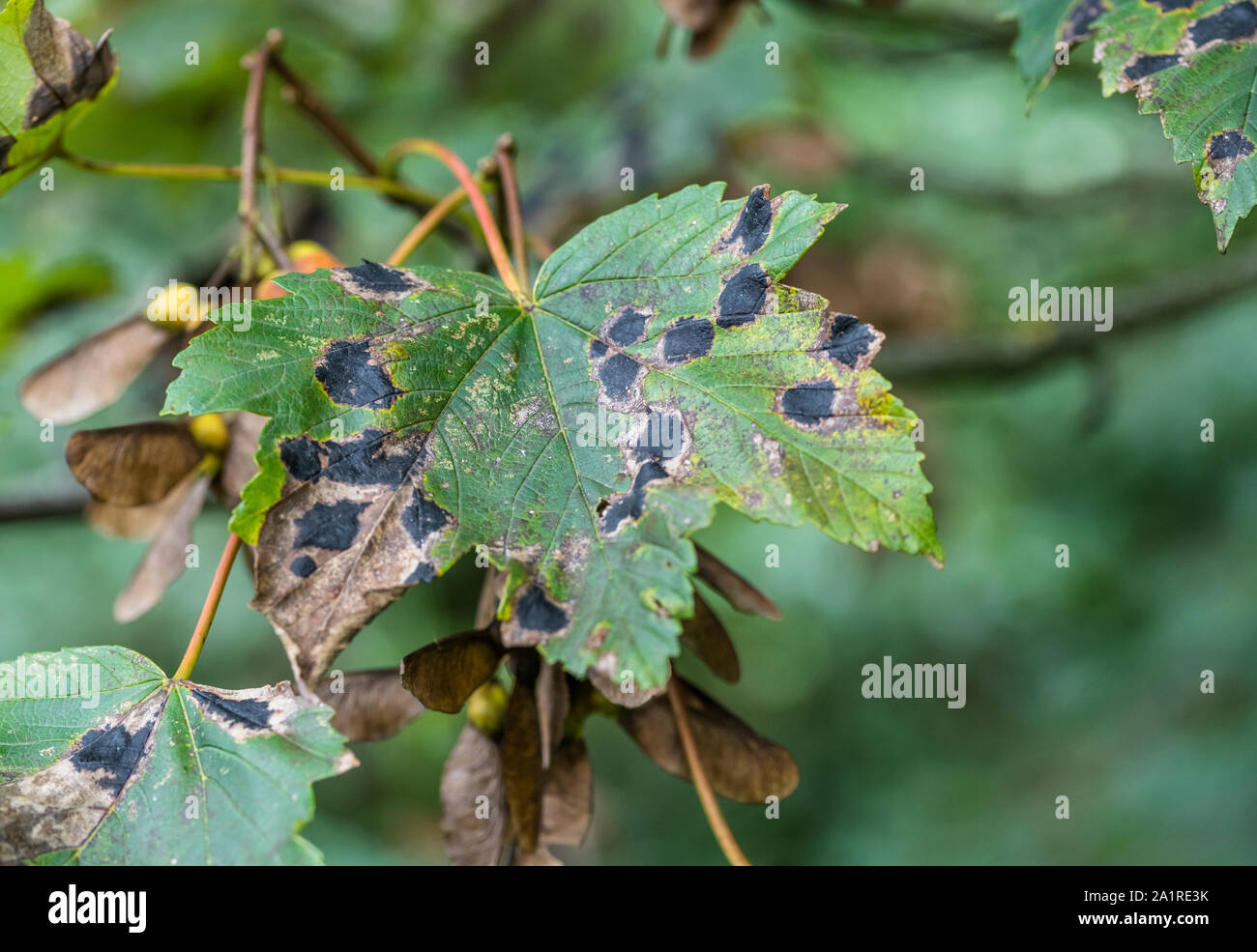 Kranke Herbstliche Blätter der Bergahorn / Acer pseudoplatanus zeigt die schwarzen Flecken von Sycamore Tar Spot Krankheit durch Rhytisma acerinum Pilz verursacht. Stockfoto