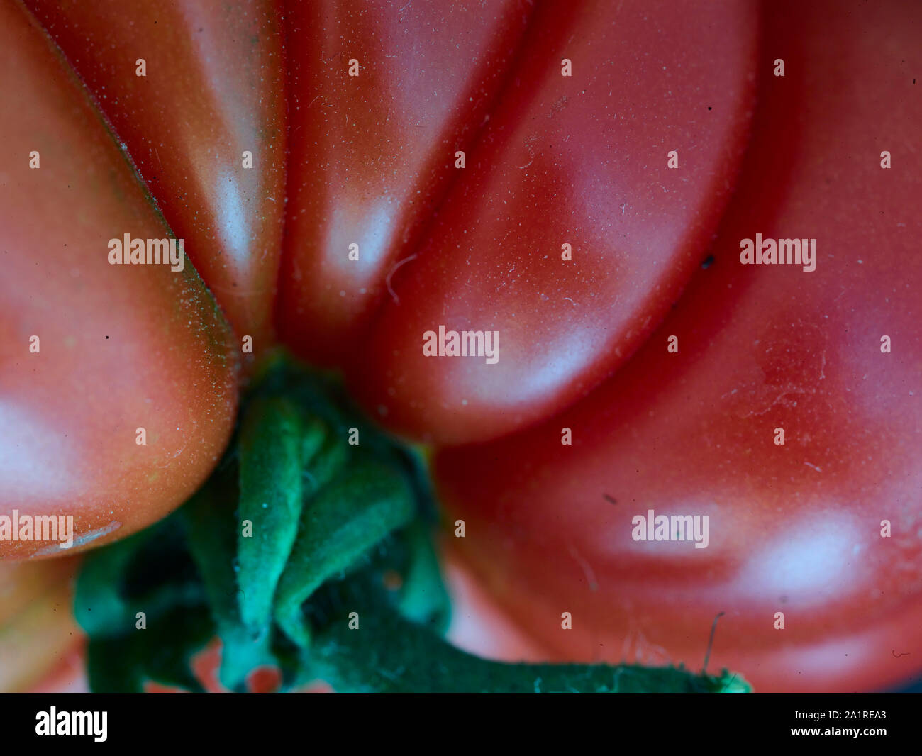 Makro, abstrakte Essen Portrait von Rindfleisch, Tomaten, London, England, Vereinigtes Königreich, Europa Stockfoto