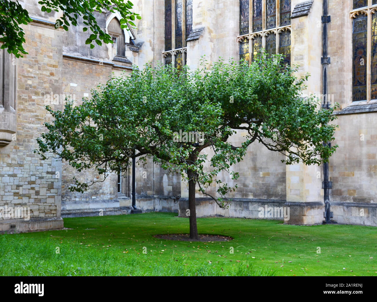 Newton Baum in Cambridge, Großbritannien Stockfoto