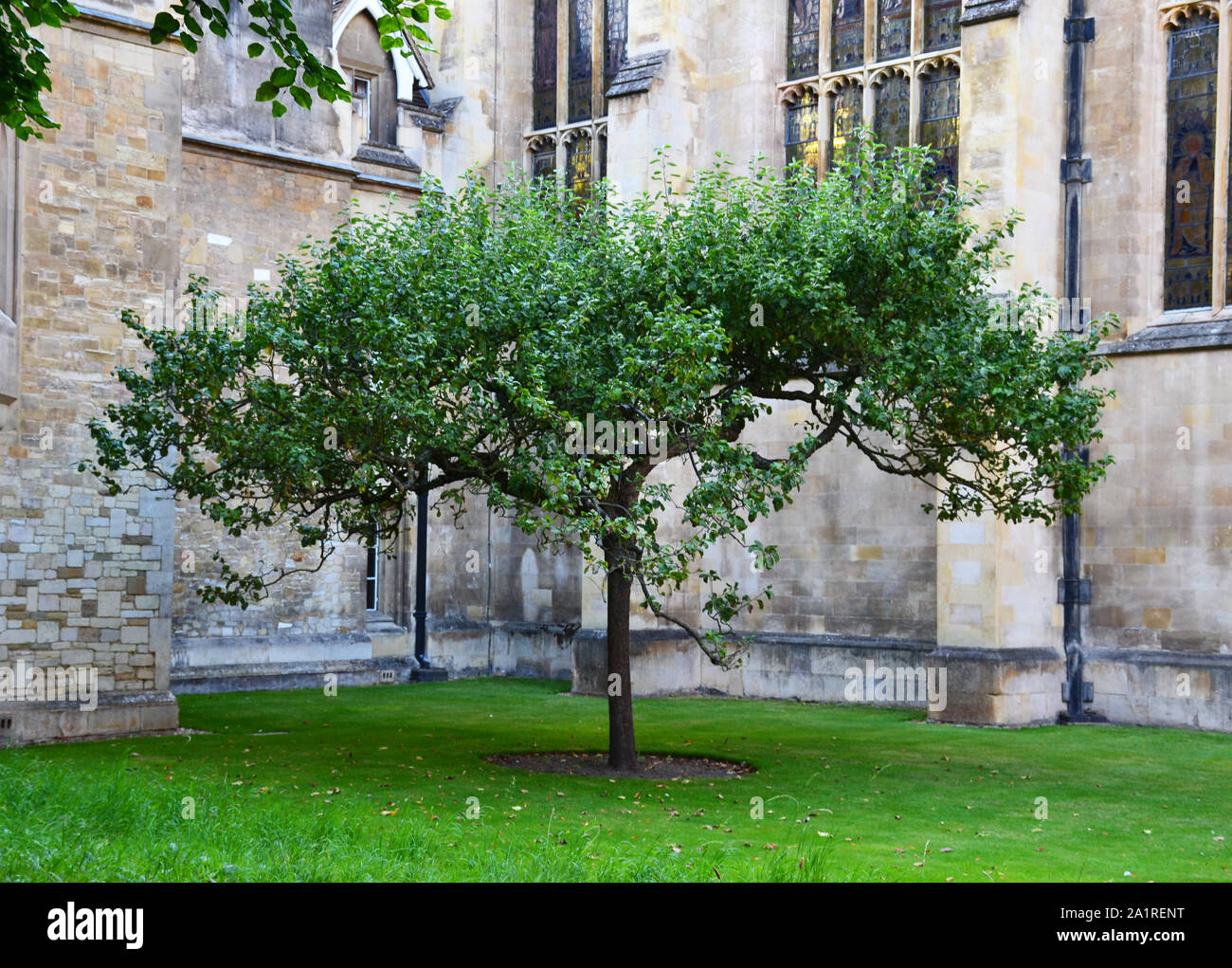 Newton Baum in Cambridge, Großbritannien Stockfoto