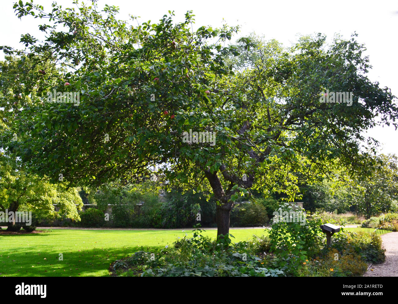 Apple Tree in Cambridge im botanischen Garten, der von Newton's Tree Stockfoto