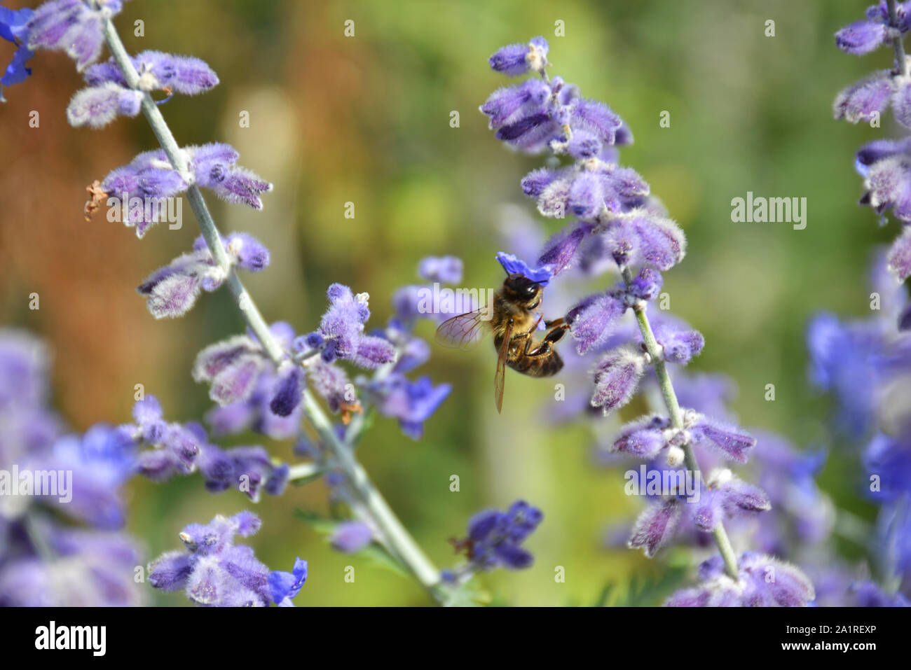 Biene auf einer Lavendel Blume Stockfoto