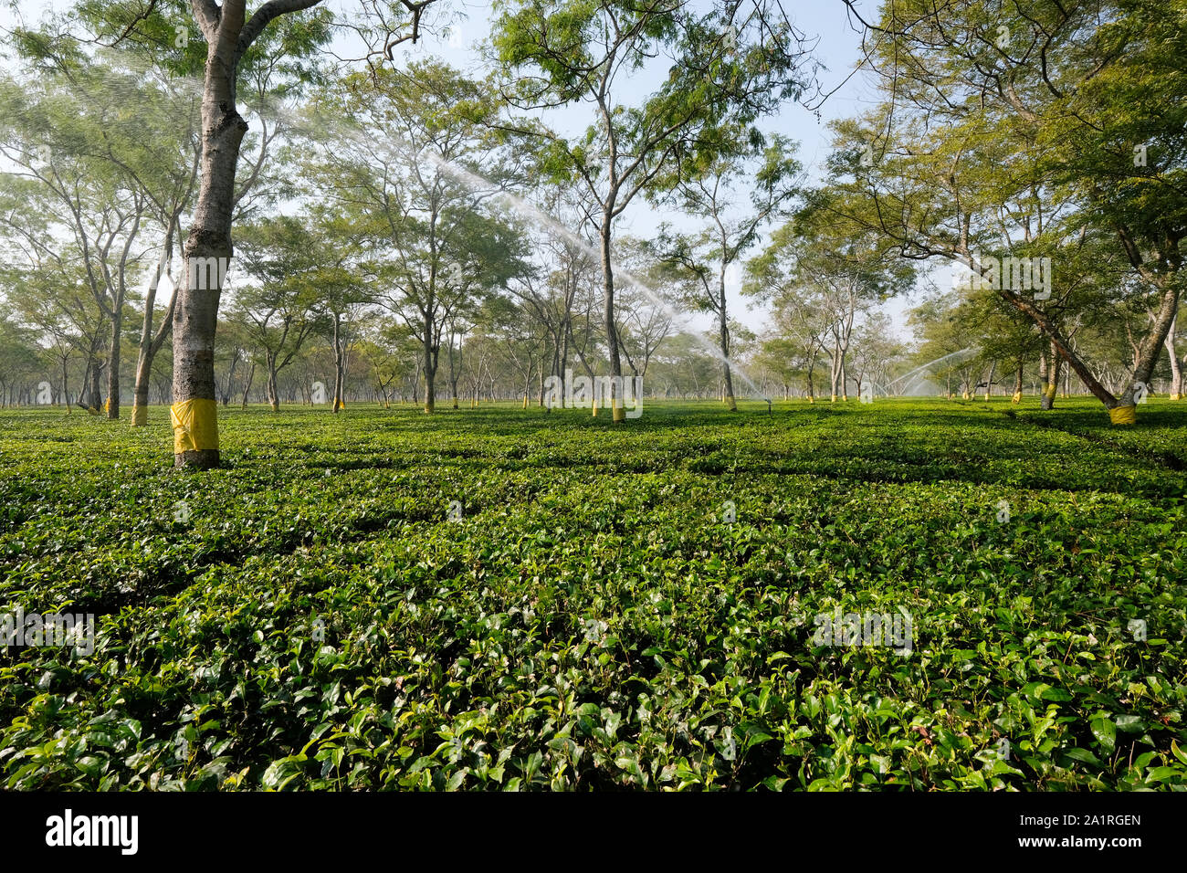 Immobilien in Paneri paneery Tee, Bundesstaat Assam, Indien, Asien Stockfoto