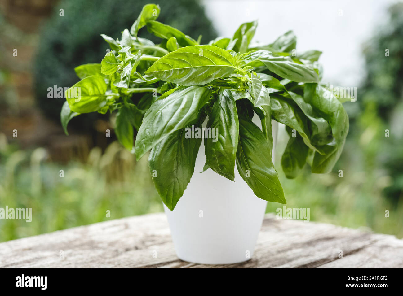 Frisches Basilikum Kraut in weißen Topf wachsen auf einem rustikalen Holztisch für alternative Medizin. Home Garten auf dem Balkon für gesundes Kochen, Kräuter und Gewürze Stockfoto