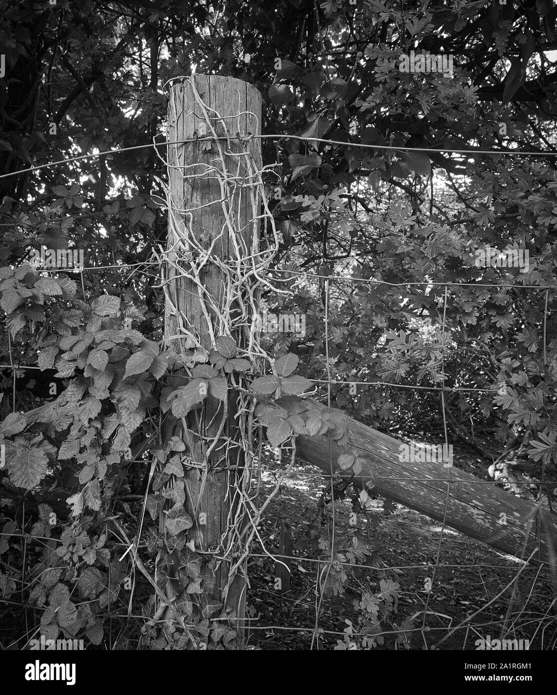 Zaun und Fencepost abstraktes Foto mit lokaler Vegetation im Hastings Country Park, East Sussex, England, Großbritannien, Europa Stockfoto
