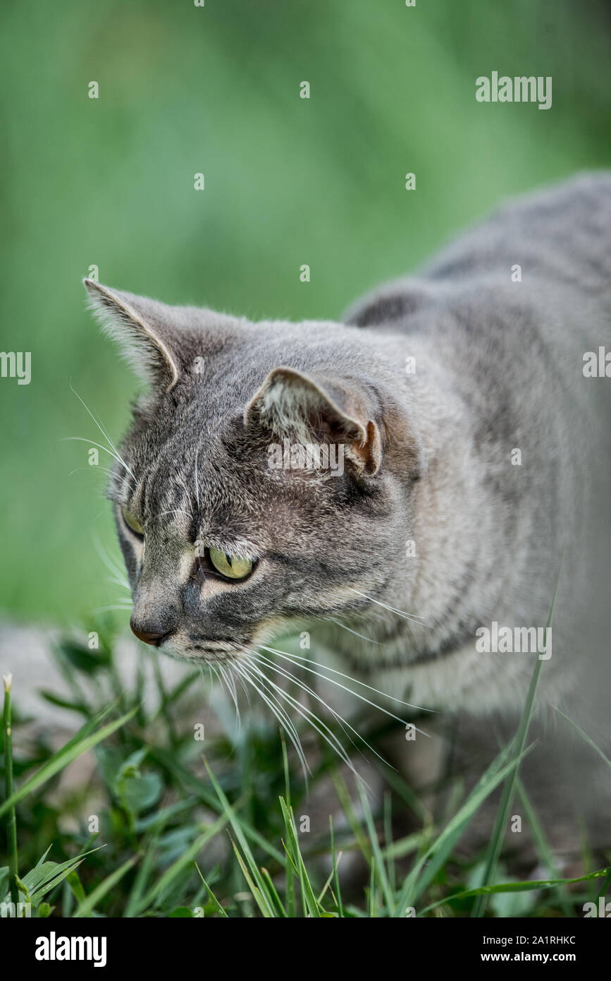 Graue Katze mit grünen Augen Stockfoto