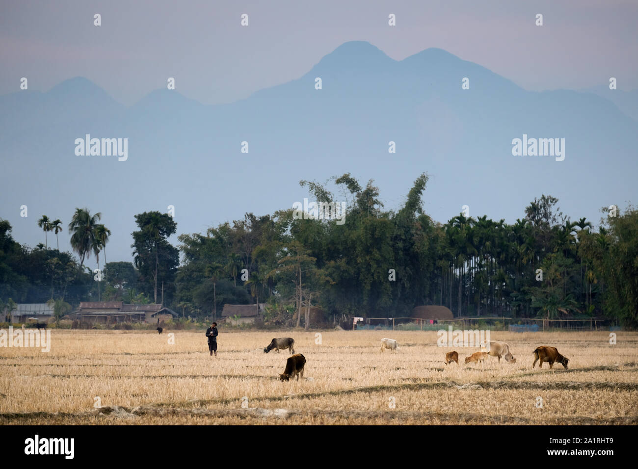 Landwirt mit seinen Kühen auf einem abgeernteten Reisfeldern in der Nähe von Ambagon, Assam, Indien. Bhutan-Hills im Hintergrund Stockfoto