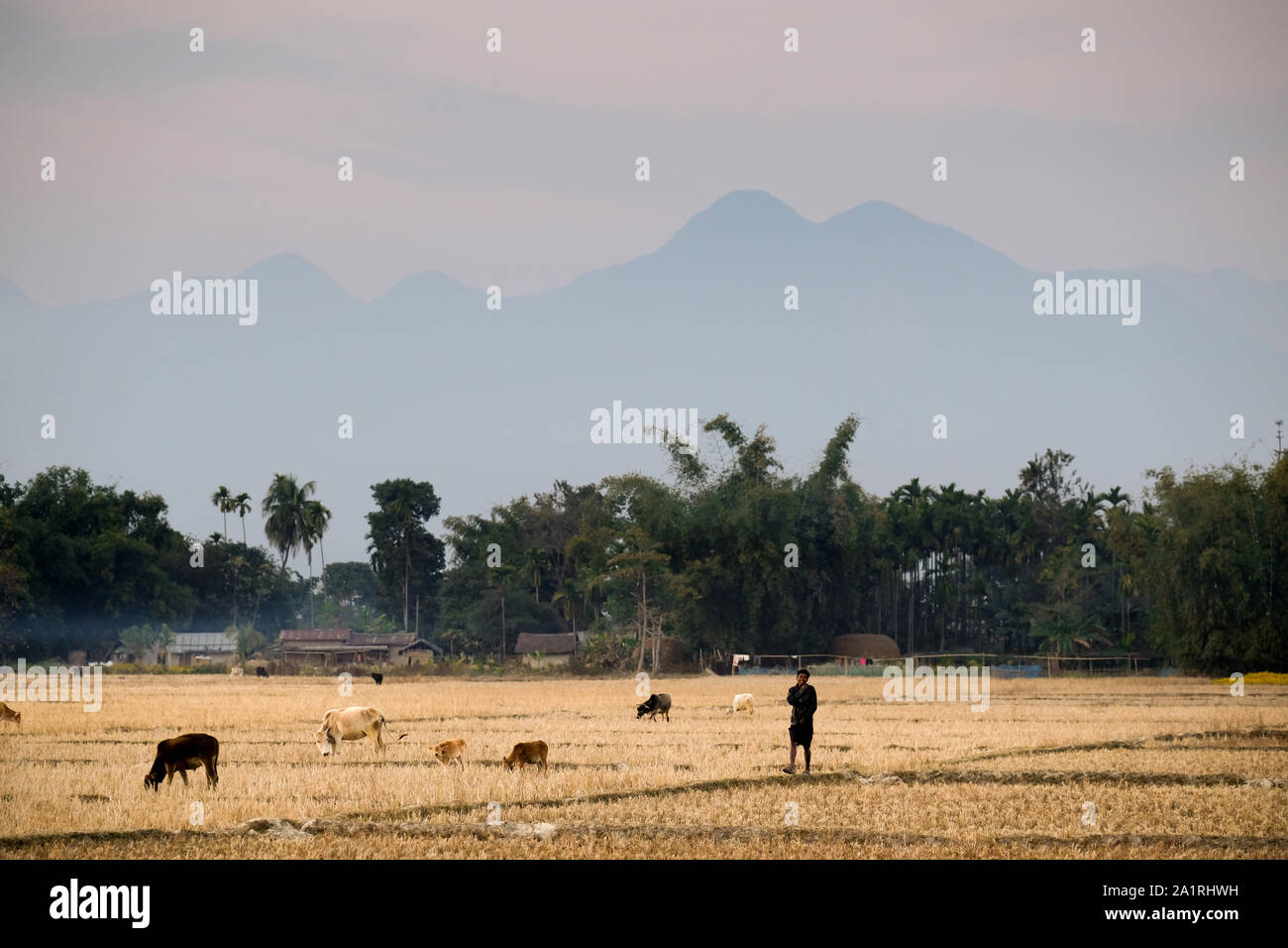 Landwirt mit seinen Kühen auf einem abgeernteten Reisfeldern in der Nähe von Ambagon, Assam, Indien. Bhutan-Hills im Hintergrund Stockfoto