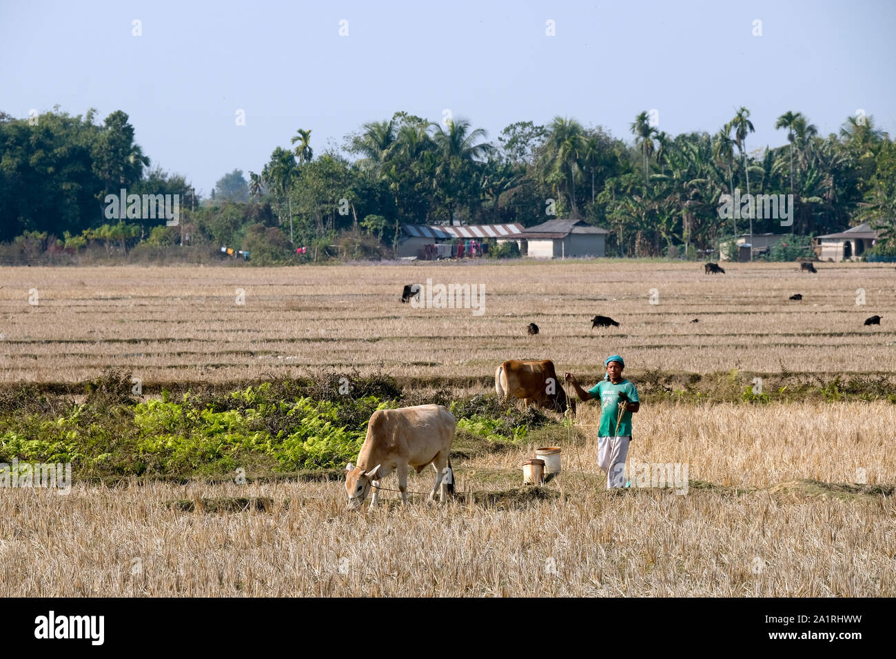 Landwirt mit seinen Kühen auf einem abgeernteten Reisfeldern in der Nähe von Ambagon, Assam, Indien Stockfoto