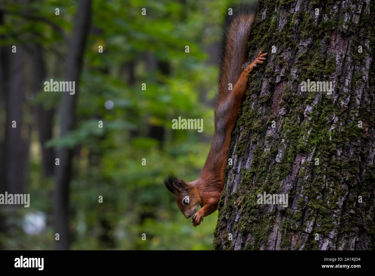 Ein Eichhörnchen essen eine Mutter auf einem Baum in einem Wald Stockfoto