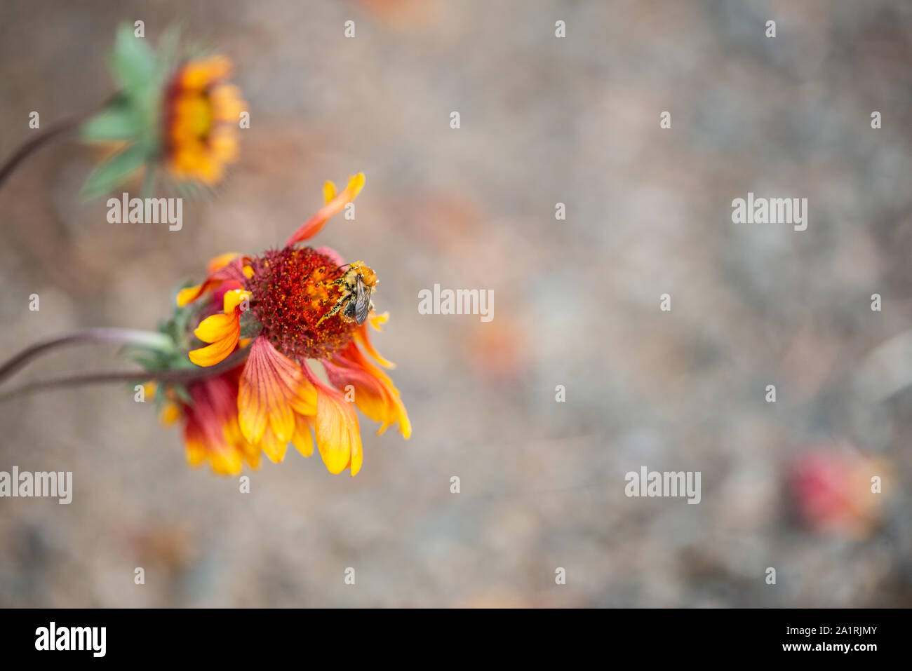 Buzzy Fütterung Stockfoto