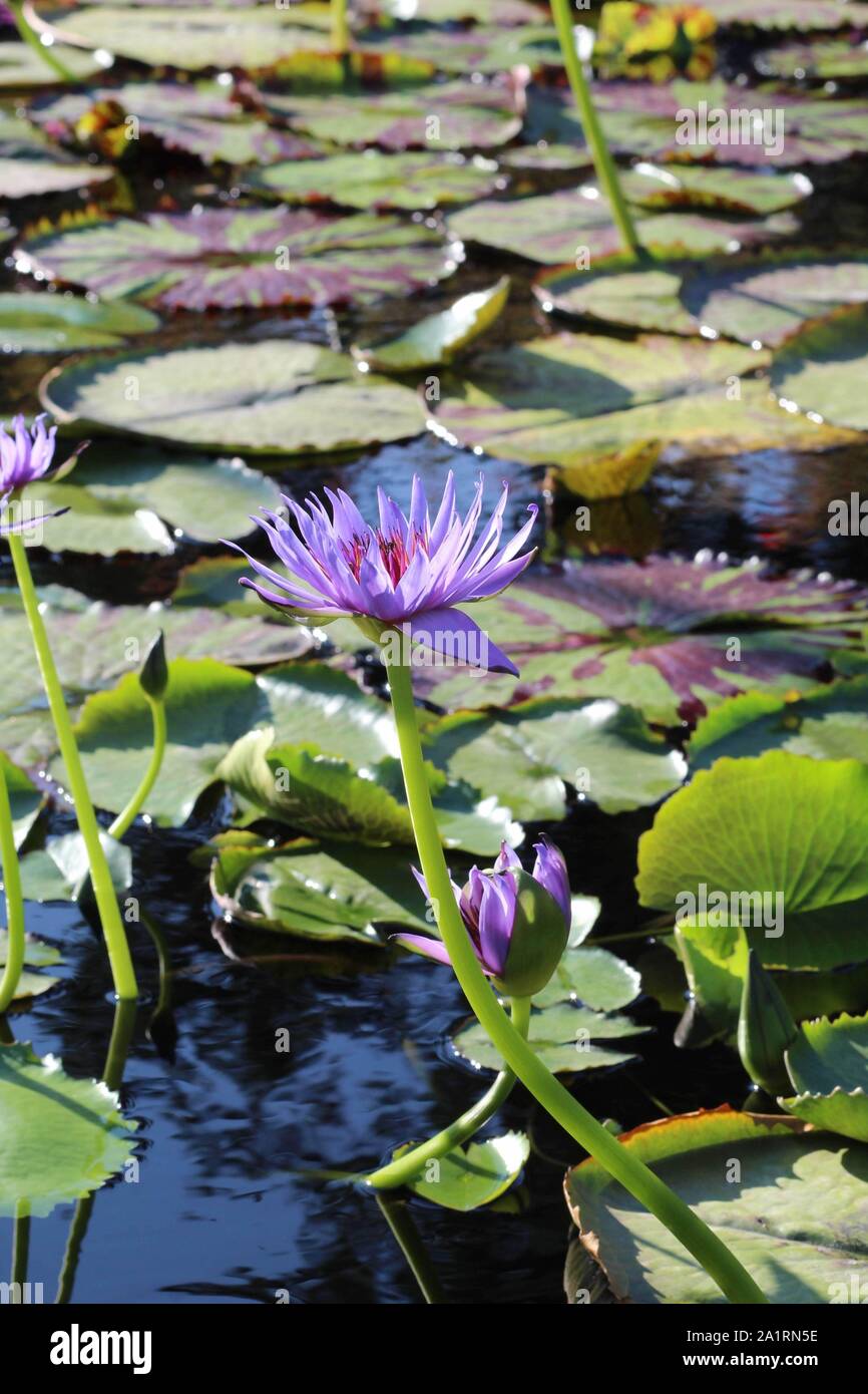 Seerosen im San Angelo International Water Lily Garden in San Angelo, Texas Stockfoto